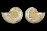 Cut & Polished Agatized Ammonite Fossil (Pair)- Jurassic #131666-1